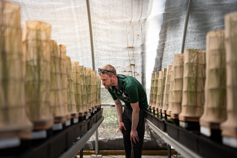 David Pavlik examines Powesheik skipperling caterpillars inside a cage frame protected by a nylon covering. David Pavlik examines Powesheik skipperling caterpillars inside a cage frame protected by a nylon covering.